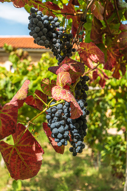 Close up of berries and leaves of grape-vine. Single bunch of ripe red wine grapes hanging on a vine on green leaves background. Plantation of grape-bearing vines, grown for wine making, vinification. - Photo, Image