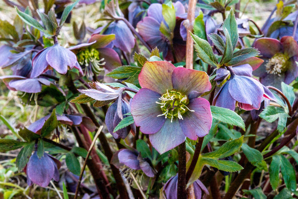 W dzikiej przyrodzie wiosenny las kwitnie Helleborus purpurascens - Zdjęcie, obraz