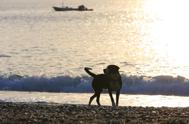 Hauska koira kävelee meren rannalla
 - Valokuva, kuva