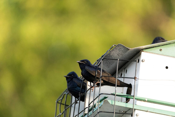 Martin roxo Progne subis aves cluster em uma casa de pássaros em Sarasota, Flórida
. - Foto, Imagem