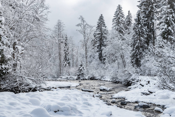 White scene of winter beauty snow forest inside, the river among the snow-covered forest, panorama of wild nature wintery background, Branches in hoarfrost - Foto, Imagen