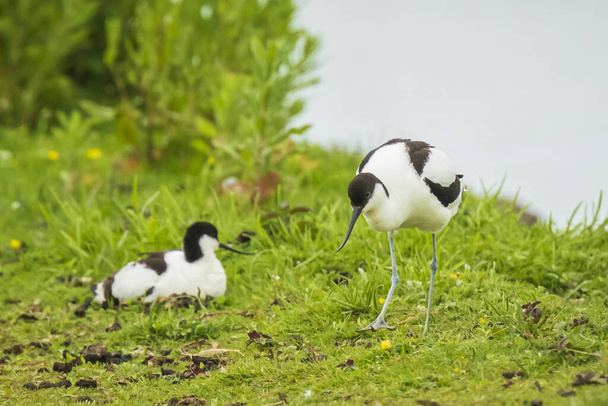 Close-up of a Pied Avocet, Recurvirostra avosetta, standing foraging in the water  - Photo, Image