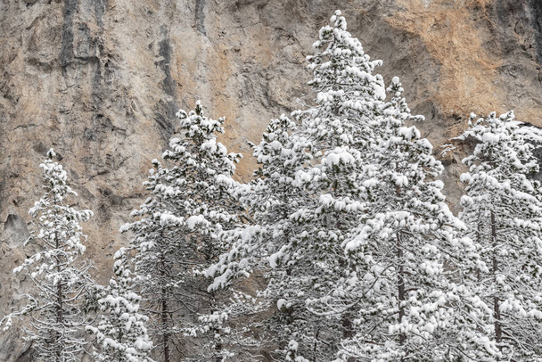 冬の美しい雪の森の中の白いシーン、岩の斜面に木、野生の自然の冬の背景のパノラマ、霜の枝 - 写真・画像