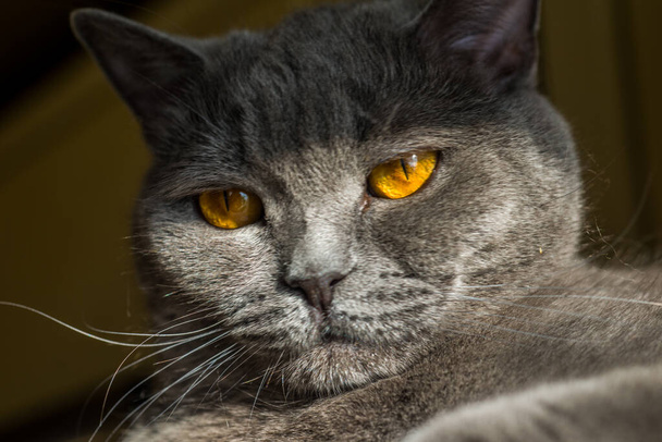 кошка с большими огненными глазами и британскими
 - Фото, изображение
