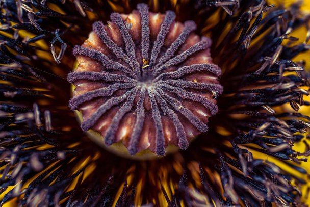 макова квітка крупним планом дуже красива, не звичайна, знята на макрос
 - Фото, зображення