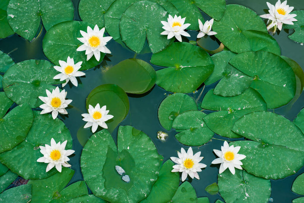 krásné lotosové květy ve vodě - Fotografie, Obrázek