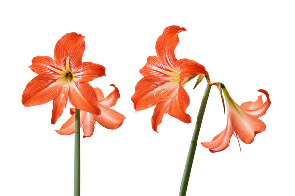 fresh natural flowers of amaryllis, red with light veins, on a stalk, isolated on a white background - Photo, Image