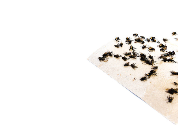 Top view lähikuva kasa housefly loukussa tahmea paperinauha eristetty valkoinen
 - Valokuva, kuva