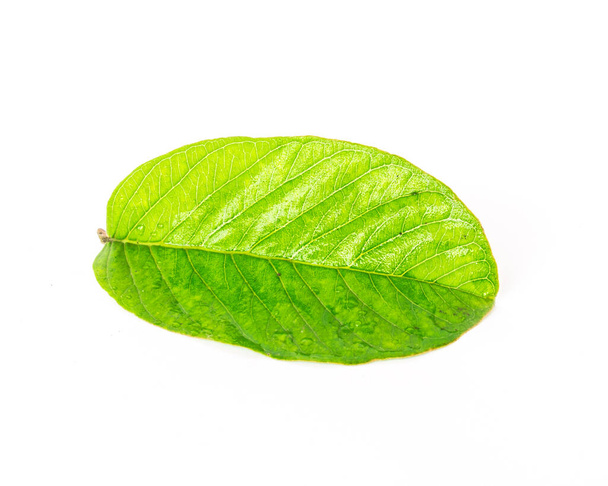 スタジオショット新鮮なピックアップアジアのグアバの葉は白に隔離 - 写真・画像