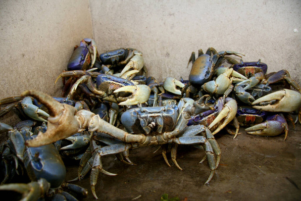 conde, Bahia / Brasilien - 5. Januar 2008: Guaiamum-Krabben werden in der Stadt Conde gezüchtet. * * * Bildunterschrift vor Ort * * * - Foto, Bild