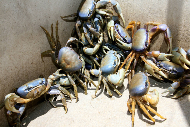 conde, bahia / brazil - January 5, 2008: guaiamum crab are seen in bred in the city of Conde. * * * Local Caption * * *
 - Фото, изображение
