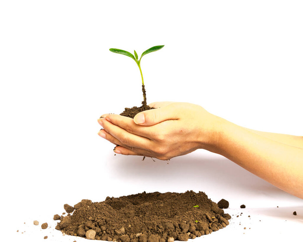 Green plant seedling hold in hands on top of soil compost pile isolated on white - Photo, Image