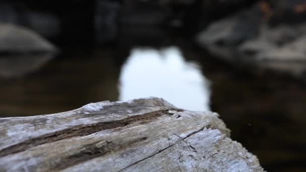 Tronco de madera cerca del estanque en las montañas
 - Imágenes, Vídeo