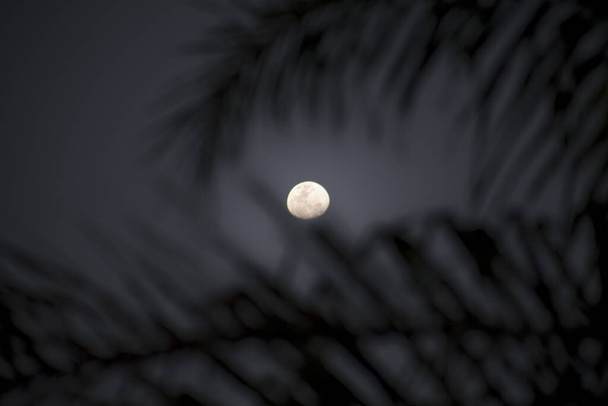Прекрасная луна среди пальмовых листьев, Прая-да-Фоме, Ильхабела
, - Фото, изображение