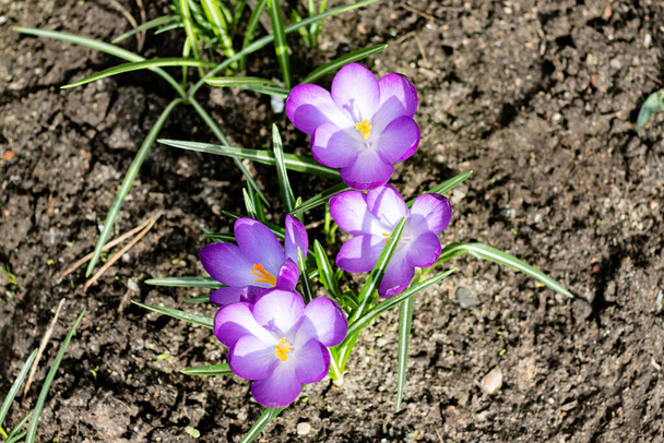 Bright purple crocus flowers and green leaves close up - Фото, изображение