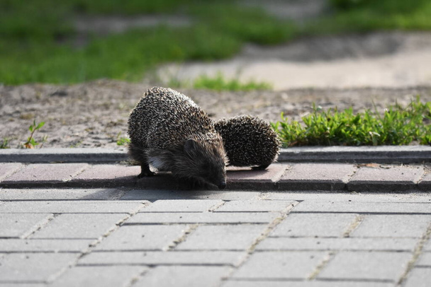 Prickly hedgehog mother with three young people looking for food on an evening walk between houses and streets of the city. Omnivore mammals active at night. - Photo, Image