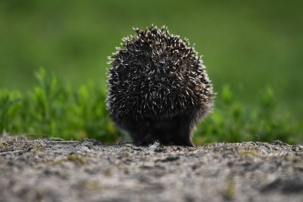 Prickly hedgehog mother with three young people looking for food on an evening walk between houses and streets of the city. Omnivore mammals active at night. - Photo, Image