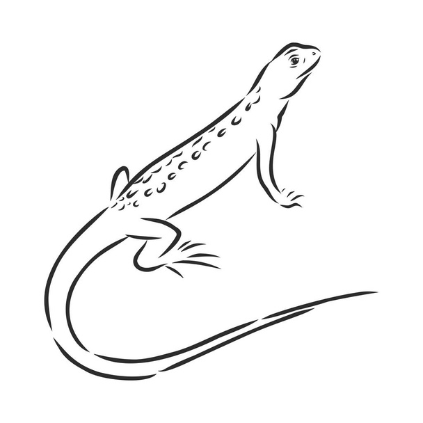 Croquis vectoriel dessiné à la main lézard gecko isolé sur fond blanc - Vecteur, image
