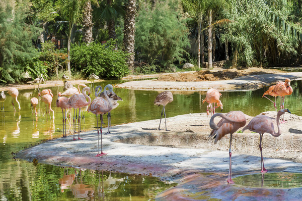 Pink Flamingo Birds on a Tropic Beach - Φωτογραφία, εικόνα