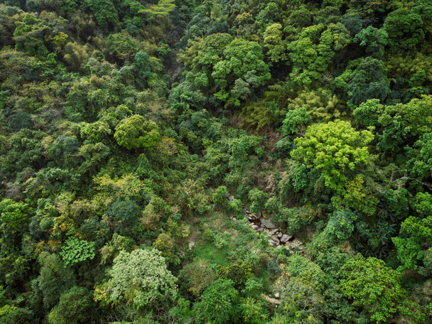 Aerial view of small creek in tropical forest - Foto, afbeelding
