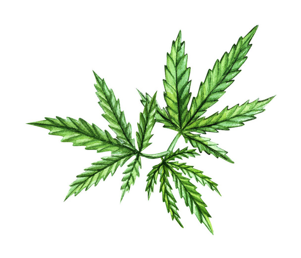 大麻サティバの緑の枝。大麻の指標、葉を持つマリファナ薬用植物。白地に隔離された水彩画手描きイラスト. - 写真・画像