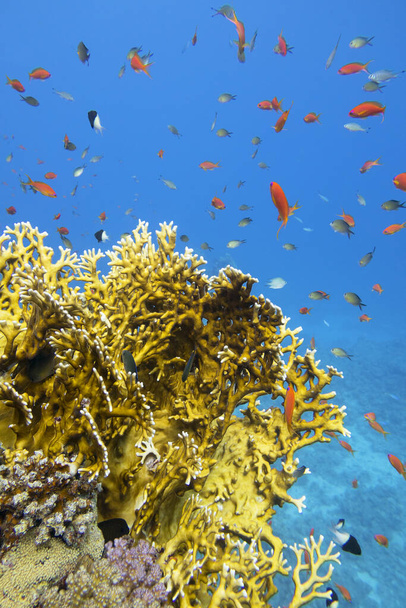 Recifes de coral coloridos no fundo do mar tropical, corais de fogo amarelo e cardumes de peixes antínias, paisagem subaquática - Foto, Imagem