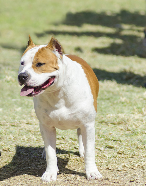 Amerikai staffordshire terrier - Fotó, kép