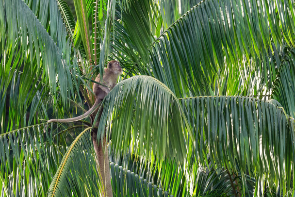 Macaco de cola larga Macaca fascicularis, mono común de los bosques del sudeste asiático, bosques y jardines, isla de Pangkor, Malasia
. - Foto, imagen