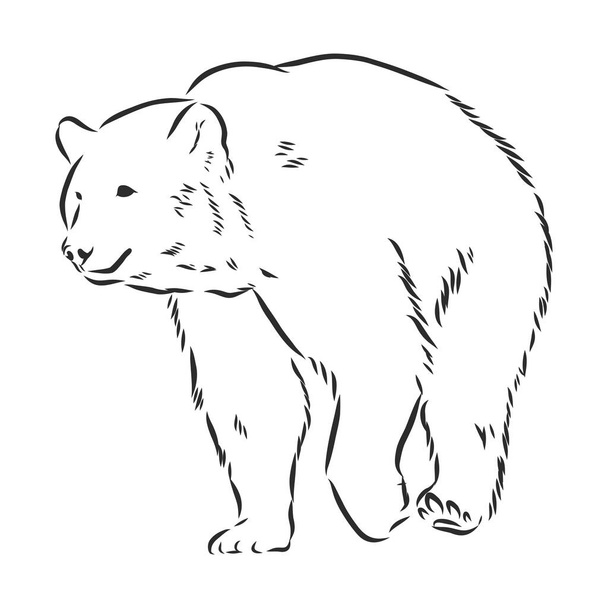 Рисунок медведя изолирован на белом фоне
 - Вектор,изображение