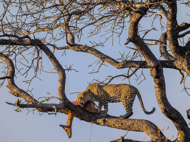 Impressionante leopardo (Panthera pardus) in un albero con il suo Bushbuck (Tragelaphus Scriptu) uccidere.. Mpumalanga. Sudafrica
. - Foto, immagini