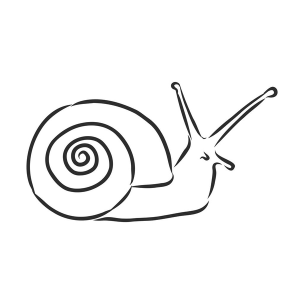 Hand drawing a snail. Vector illustration - Vector, Image