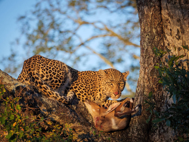 Incrível leopardo (Panthera pardus) em uma árvore com seu Bushbuck (Tragelaphus Scriptu) matar.. Mpumalanga. África do Sul
. - Foto, Imagem
