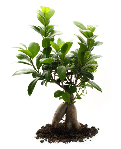 Ficus ginseng con suelo
 - Foto, imagen