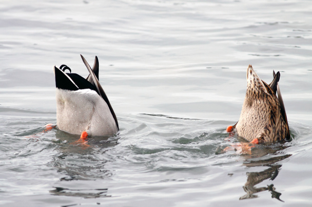 Diving ducks - Photo, Image