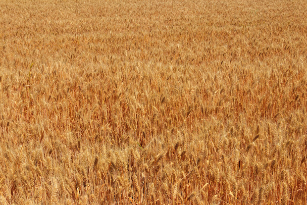 Field of ripe golden wheat close-up - Photo, Image