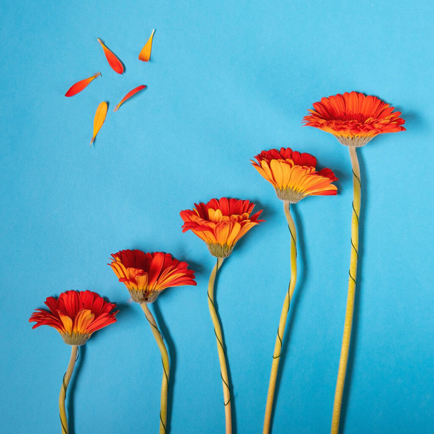 Vijf rode bloemen op blauwe achtergrond - Foto, afbeelding
