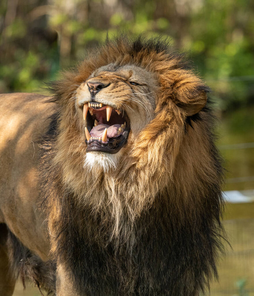 leão macho rugindo mostrando dentes
 - Foto, Imagem