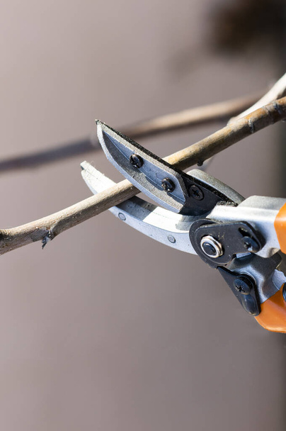 Pruning of trees with secateurs. Cutter, equipment. - Foto, Imagen
