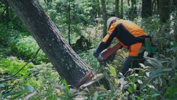 A professional logger is cutting down a tall tree with a chainsaw for recreational and construction purposes. - Footage, Video