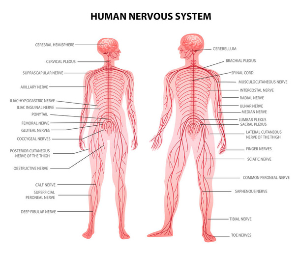 人間の神経系  - ベクター画像