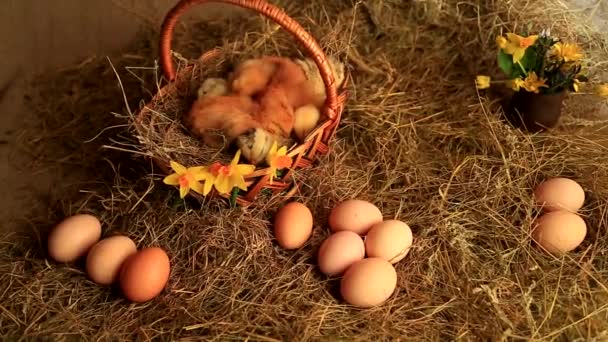 Цыплята спят в плетеной корзине на фоне сена, яиц, цветущих нарциссов и глиняной вазы с первоцветниками
 - Кадры, видео