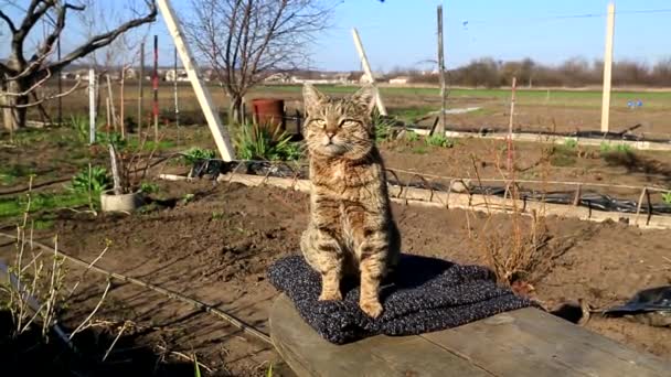 Eine grau gestromte Katze sitzt misstrauisch auf einem Baumstumpf auf einem Strickpullover im Garten, legt sich dann hin und döst - Filmmaterial, Video