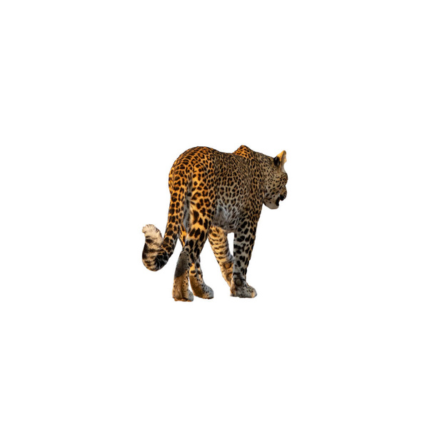 Zadní pohled na leopard chůze izolované na bílém - Fotografie, Obrázek