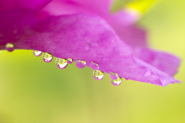 Яркие пионские цветы
 - Фото, изображение