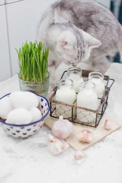 Graue Katze in der Nähe von Öko-Produkten. Frische Eier, Milch und Knoblauch auf weißem Hintergrund - Foto, Bild