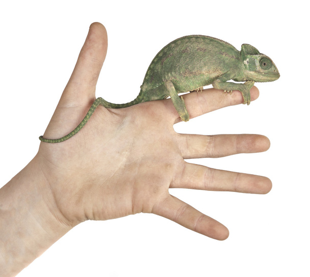 Camaleón en la mano
 - Foto, Imagen