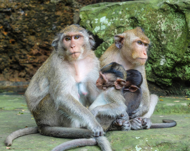 Két felnőtt majom vigyáz a kicsinyeikre, zöld kövek, mint háttér. - Fotó, kép