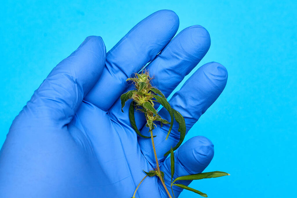 Hand in glove holds marijuana on a blue background. Medical application hemp concept. - Фото, зображення