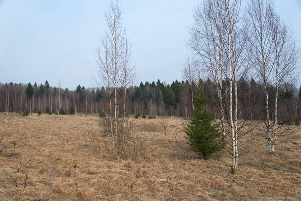 Field with dry grass at edge of forest in early spring - Foto, afbeelding