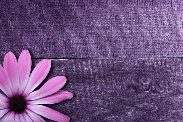 Violet flower on wooden background - Photo, Image